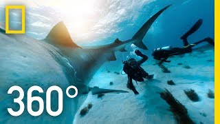 מפגש 360° עם כרישי נמר באיי בהאמה | SharkFest