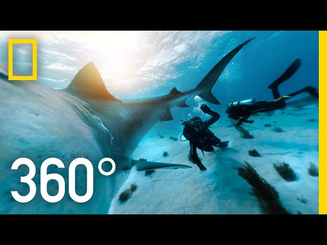 360° Tiger Shark Encounter in the Bahamas | SharkFest