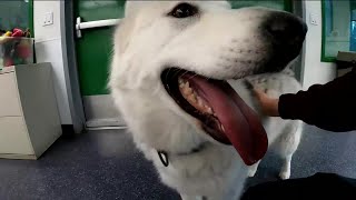 The Anchorage Animal Shelter runs out of room