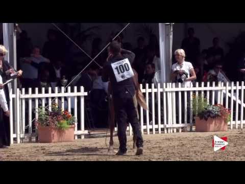 N.100 INVICTUS - Menton 2015 - Yearling Colts 1 year old (Class 6B)