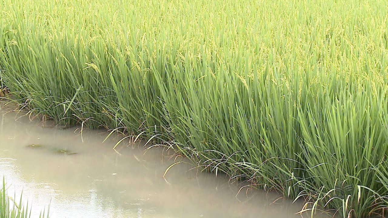 Adubação nitrogenada no arroz