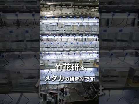 バイオデータサイエンス学科 メダカが教える、性別のヒミツ!?」