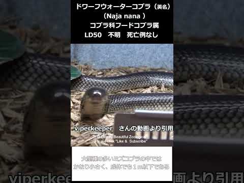 園芸 フランスの毒蛇