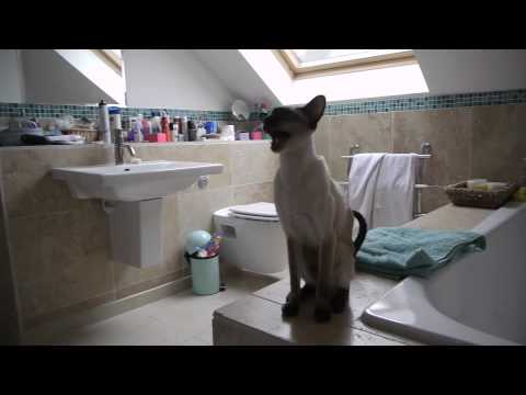 Our Siamese Cats at Shower Time