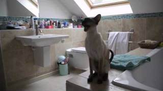 Cats don't like it when mom takes a shower