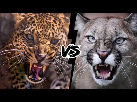 LEOPARD VS PUMA - Which feline is stronger?