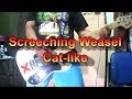 Screeching Weasel - Cat like (Guitar Cover)