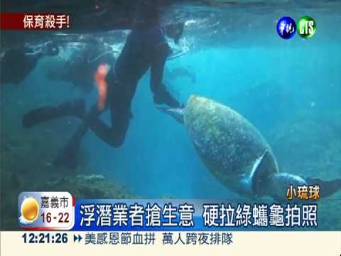 浮潛業者搶生意 硬拉綠蠵龜拍照