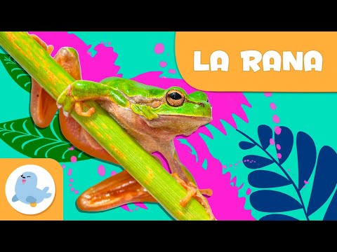 La rana 🐸 Animali per bambini 🏞️ Episodio 6