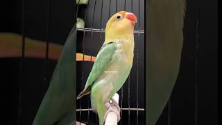 Download lagu Lovebird ngekek panjang mp3
