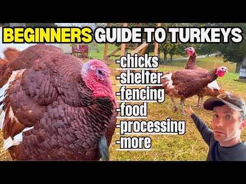 EVERYTHING You Need To Raise Turkeys