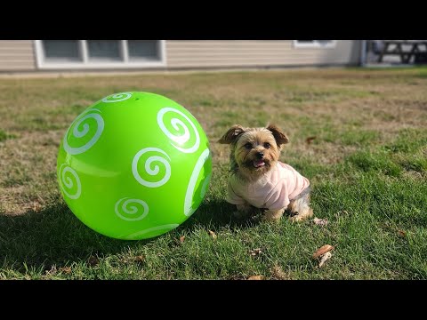 L'emozionante giro di shopping di Rylie per la sua grande palla scintillante! 🎾✨#canidivertenti #...