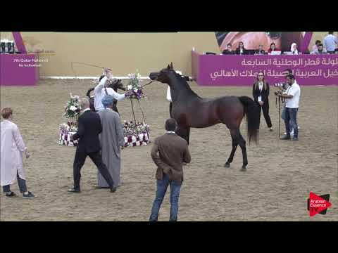N.274 SATTAM AL ZOBAIR - 2019 Qatar Individuals - Stallions 4 to 6 Years Old (Class 10B) .mp4