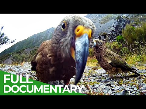 Keas New Zealand s Witty Daredevils