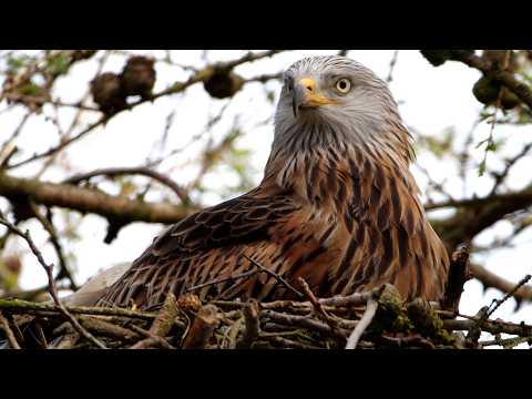 Uncovering the Secret Nesting Behaviour of Red Kites | Discover Wildlife | Robert E Fuller