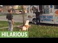 Ce Pitbull fait tranquillement la file pour acheter une glace, mais observez bien ce qu'il fait à 0:54!