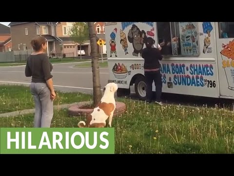У пса манеры лучше чем у людей
