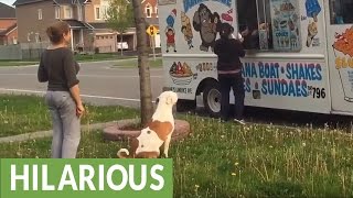 Pit Bull patiently waits in line for ice cream