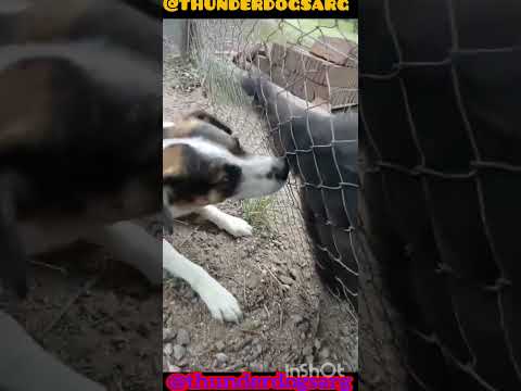 Logre lo imposible #casagrande #perros #cordoba