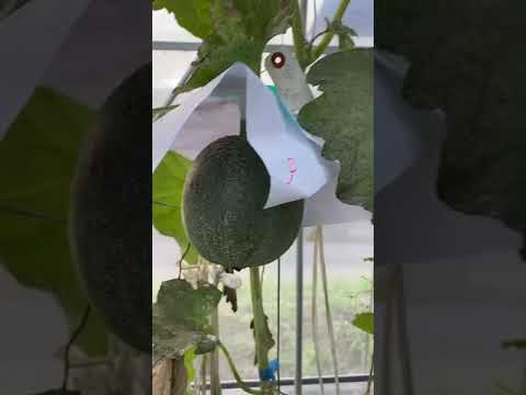 メロンが熟して食べられるかどうかはどうやってわかりますか?家庭菜園家と購入者のためのヒント  庭園