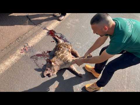 ANIMAIS ATROPELADOS NA ESTRADA DO PANTANAL: UMA REALIDADE CHOCANTE