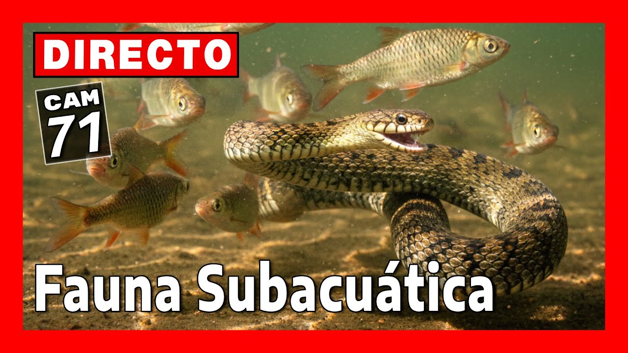 Live webcam view of Underwater Fauna at El Oso Lagoon