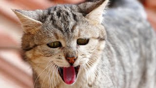 Cachorros, Gatos e Pets Divertidos e Engraçados. Lindos Pets - Parte 3