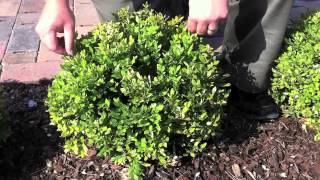 How to Care For Your Boxwoods