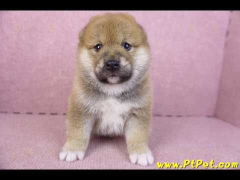 02/06赤色柴犬母幼犬1號