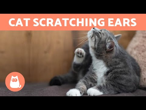 My CAT Keeps SCRATCHING Their EARS 🐱 (Why and What to Do)