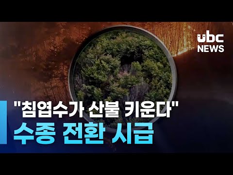 침엽수가 산불 키운다.. 수종 전환 시급