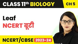 Leaf NCERT बूटी - Morphology of Flowering Plants | The Leaf Class 11 NCERT | Class 11 Biology