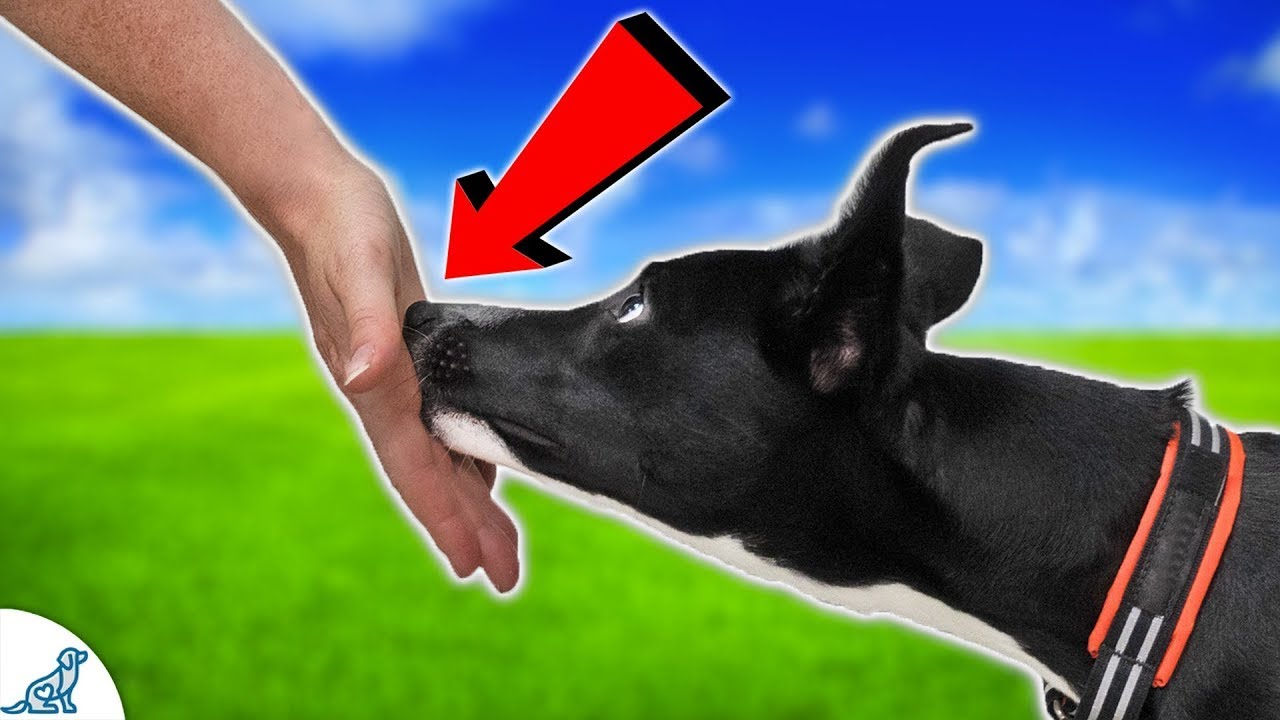 YouTube video preview
