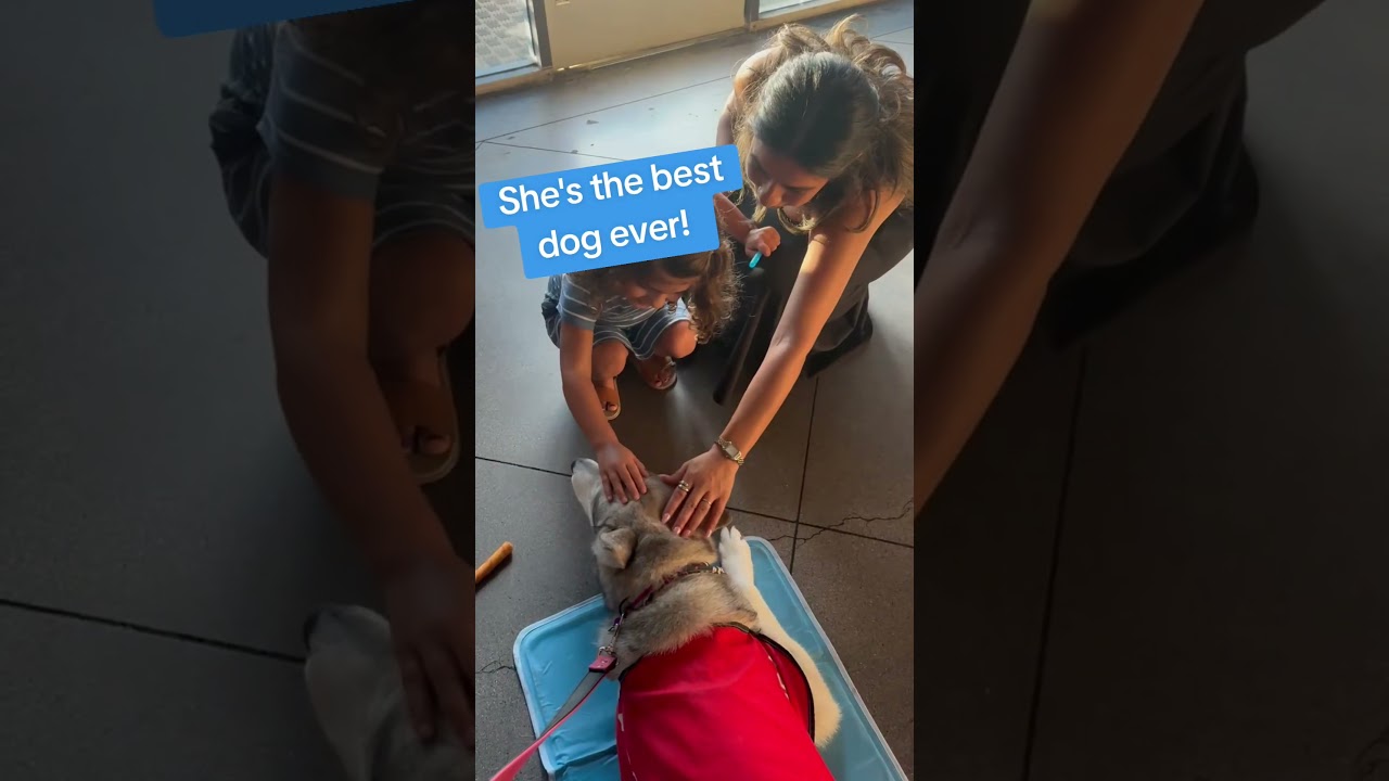 Enlarge Willowdean-The Easygoing Girl, an adopted mixed breed in Menifee, CA video 2/5