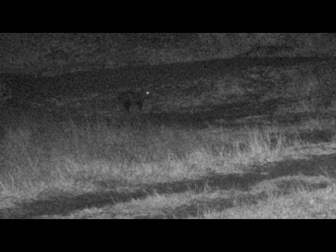 Djuma: White-tailed Mongoose runs off when spots leopard sneaking in - 19:21 - 07/15/18