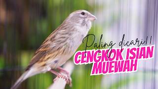 Download lagu CENGKOK ISIAN PALING DICARI! MASTERAN KENARI ISIAN BLACKTHROAT GACOR SUARA JERNIH DURASI PANJANG JOS mp3 Download lagu CENGKOK ISIAN PALING DICARI! MASTERAN KENARI ISIAN BLACKTHROAT GACOR SUARA JERNIH DURASI PANJANG JOS mp3