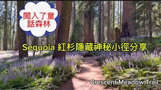 Sequoia 紅杉國家公園隱藏寶藏迷失在童話森林中 ｜非常容易被遊客疏忽的一條步道Crescent Meadow Trail
