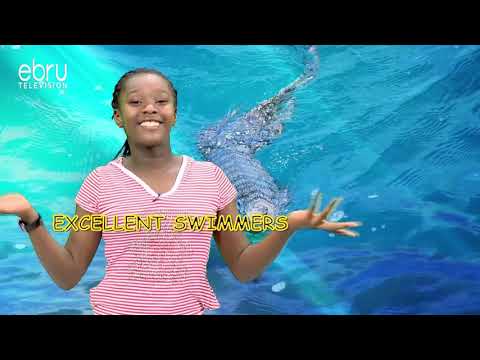 Wild Facts About Monitor Lizard