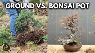 How to Speed Up the Growth of Your Bonsai Tree | Q&A