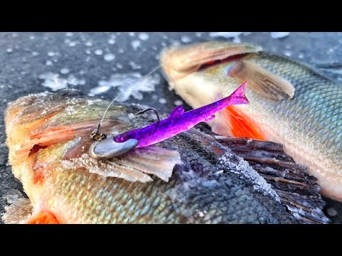 RUTHLESS ICE JIG HEAD PILKKIJIGIPÄÄ | ESITTELY | NÄIN PUJOTAT JIGIN HYVÄN UINNIN TAKAAMISEKSI |