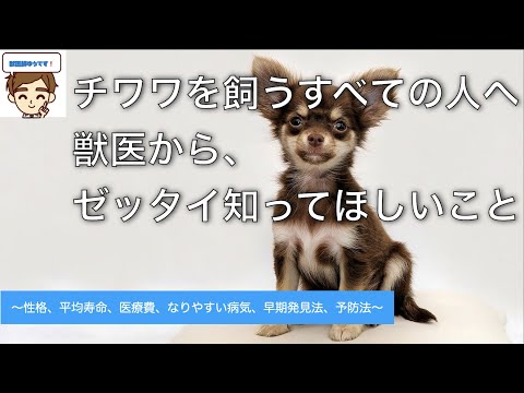 チワワのすべて