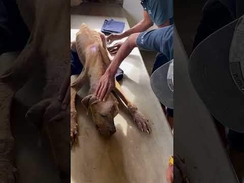 Abandoned Dog Rehabilitation: From Heartbreak to Recovery