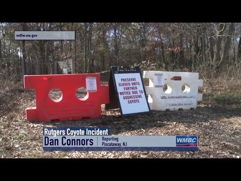 NJ Piscataway Rutgers University Coyote Scare