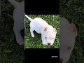 Pitbull dog 👑lovers status 🔥 video || Pitbull dog WhatsApp status 🤔🔥 || status