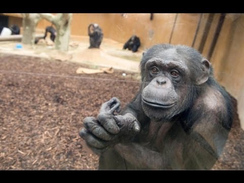 Zoo Hannover - Ausbruch der Affen