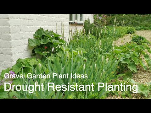 GRAVEL GARDEN PLANT IDEAS | What to Plant in a Gravel Garden