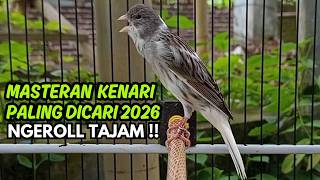 Download lagu MASTERAN KENARI GACOR NGEROL PANJANG COCOK UNTUK PANCINGAN Kenari Paud AGAR cepat GACOR!! mp3