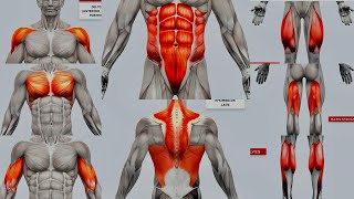 The Best Full Week Training Program For Full Body | #day 2 | #fitness