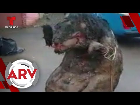 Revelan de dónde salió una rata gigante hallada en México | Al Rojo Vivo | Telemundo