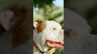 Você sabia que ter um cachorro pode te fazer viver mais? #amocachorro #cachorro #longevidade